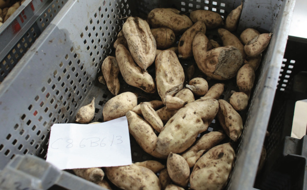 À Papara, la quête de la patate douce parfaite