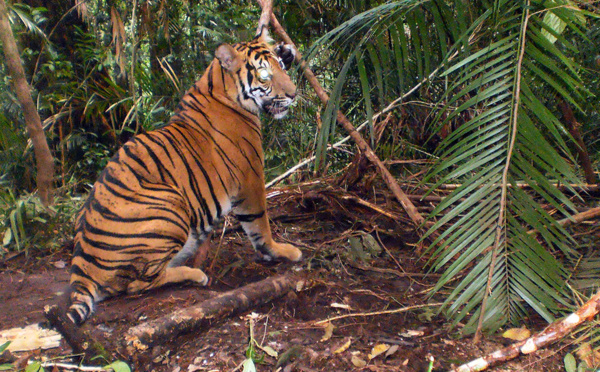 Indonésie : capture d'un tigre de Sumatra suspecté de deux attaques