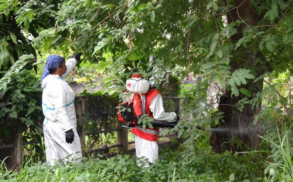 Chikungunya : l'épidémie est lancée en Polynésie, l'arrêter semble impossible