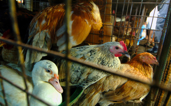 Une agence européenne recommande de bannir l'élevage en cage des volailles