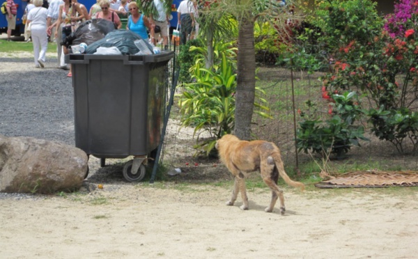 La gendarmerie renforce son action contre la maltraitance animale