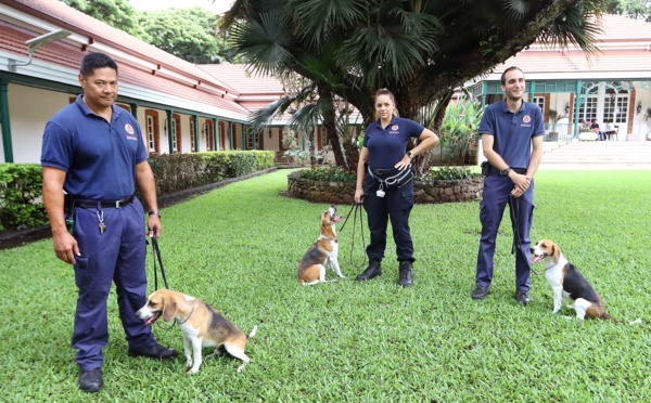 Les trois premiers chiens détecteurs de biosécurité sont arrivés à Tahiti