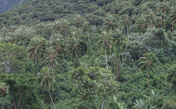 Réchauffement climatique : les espèces endémiques du fenua en danger