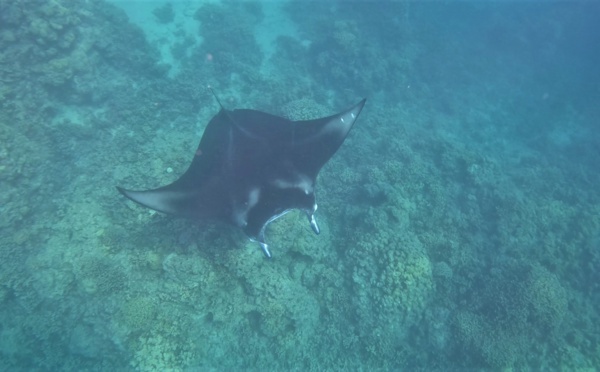 ​Mystérieuses raies mantas de Polynésie