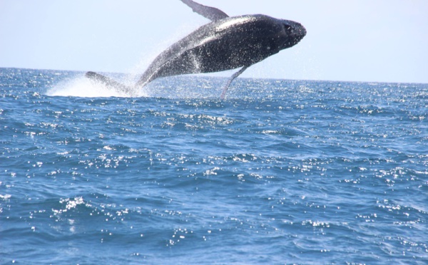 ​Les premières baleines à bosse observées à Makatea