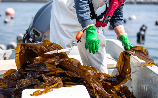 Des japonais démontrent le potentiel écologique des algues