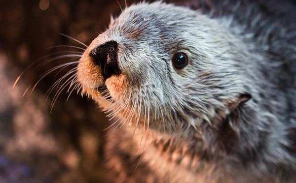 Pirate! En Californie, une loutre de mer détrousse les surfeurs de leurs planches