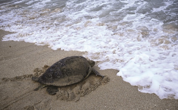 ​Saisie de 17 kilos de viande de tortue