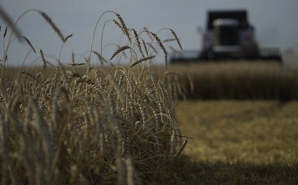 Guerre en Ukraine : Le blé clôture en hausse de plus de 8% sur le marché européen
