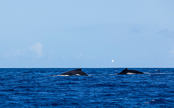 Moins de baleines dans les années à venir ?