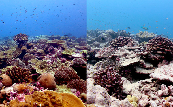 Pour sauver les coraux, les efforts devront se conjuguer en mer comme à terre, soulignent les scientifiques
