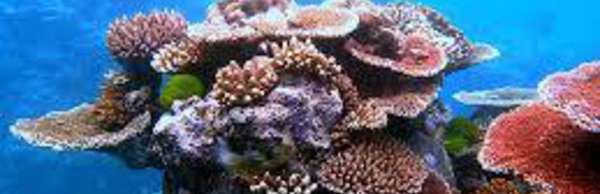 En Nouvelle-Calédonie, la bonne santé des récifs coralliens
