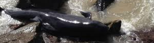 Australie: 12 baleines pilote meurent en s'échouant