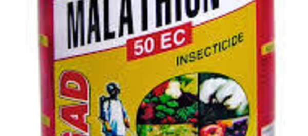 Malathion: La Nouvelle-Calédonie va saisir l'OMS sur l'usage de l'insecticide