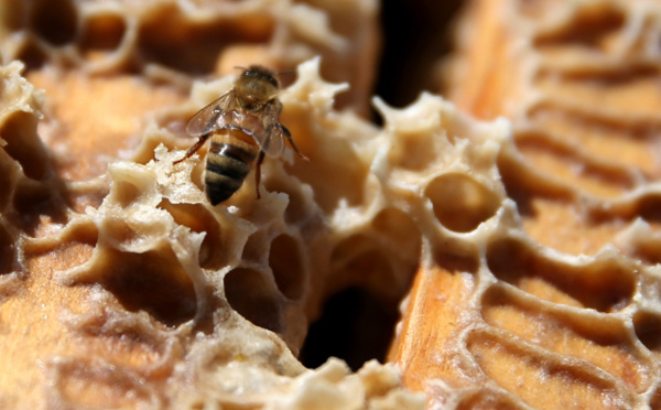 Le combat des apiculteurs contre les maladies