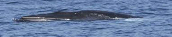 Un spécimen rare de baleine va faire la joie des scientifiques australiens