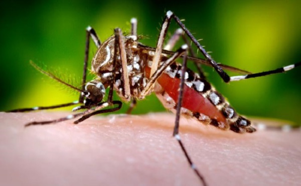 Dengue : 50 % des cas sont des enfants de moins de 16 ans