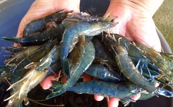 300 kg de crevettes bleues volées à Mitirapa