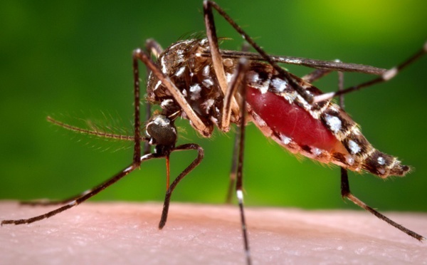 Un cas de dengue à Rangiroa