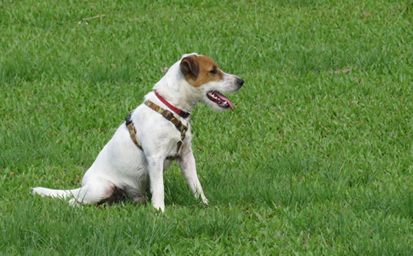 Atlas, premier chien renifleur polynésien