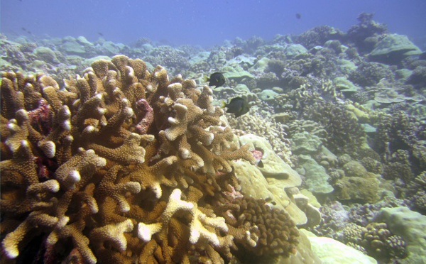 « Si vous cumulez plus de cyclones et de températures chaudes, le corail ne s'en remettra pas »