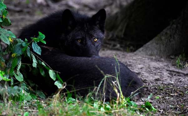 Le nombre de loups en France recule, nouveau débat sur sa protection