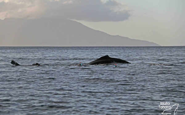 Whale Watching : Monopole et restrictions pour les prestataires en 2025