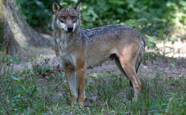 Une femme grièvement blessée par des loups au zoo de Thoiry