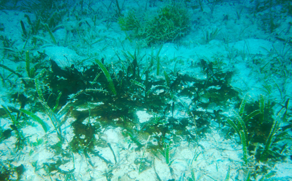 Comment restaurer les récifs coralliens peut contribuer à les préserver