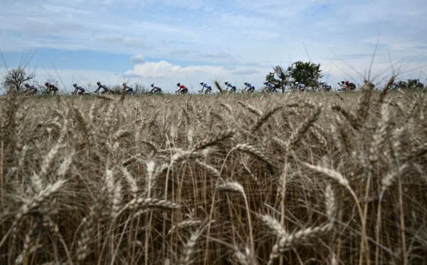 En France, la récolte de blé 2024 attendue en forte baisse