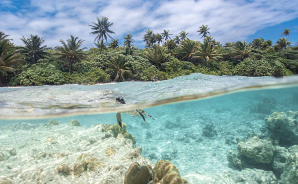 Une saison de ponte des tortues vertes “exceptionnelle” à Tetiaroa