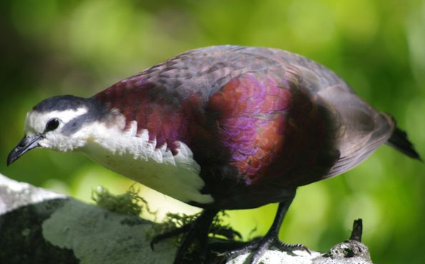 Un peu d’espoir pour la sauvegarde du Tūtururū