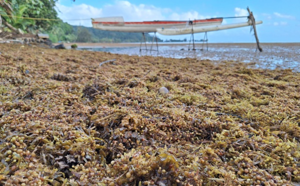 Invasion d’algues à Toahotu