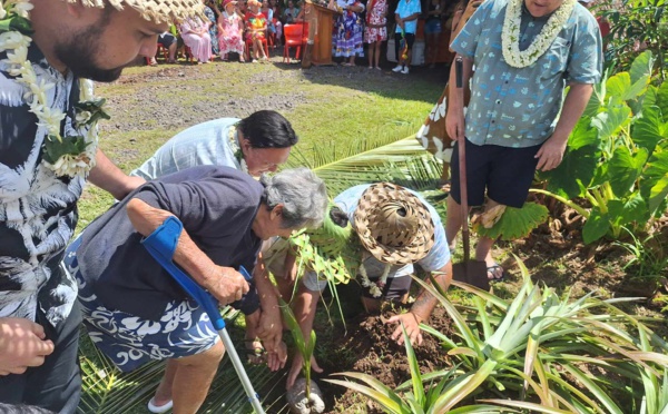 Le cocotier couronné à Raiatea