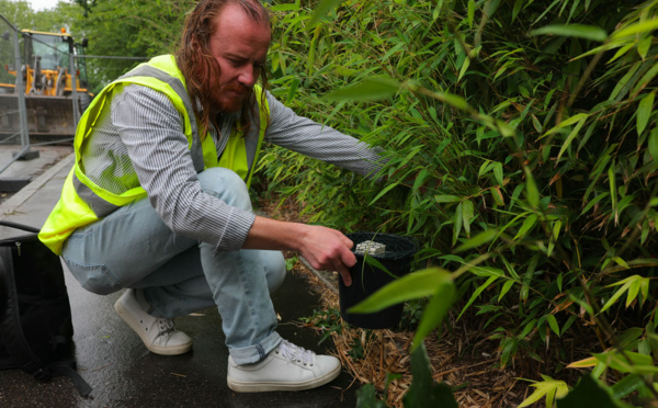 Moustique tigre: "risque assez élevé" d'épidémies dans l'Hexagone dans les cinq prochaines années