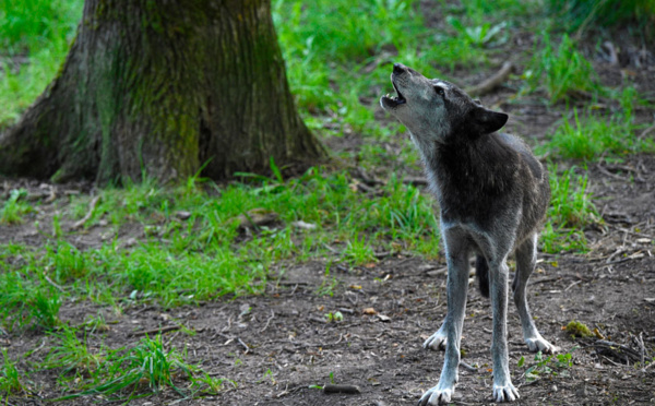 Loups: feu vert de l'Union européenne pour une protection réduite