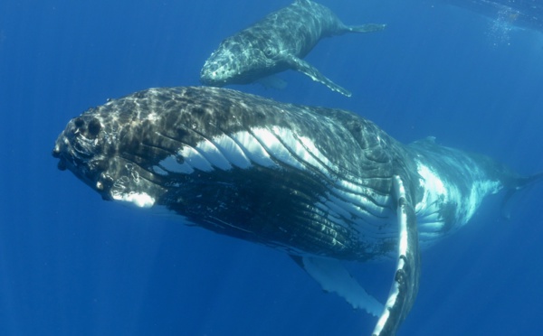 ​Baleines : un arrêté pour suspendre ou retirer les autorisations