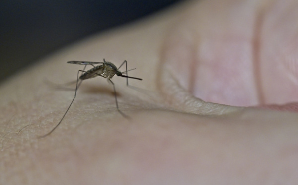 ​La dengue progresse, la coqueluche toujours aussi intense