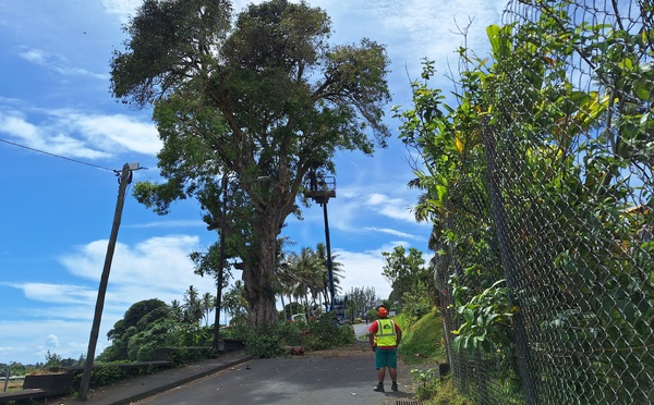 L’arbre est situé dans la montée de la mairie, entre l’hôpital et le collège (Crédit : Anne-Charlotte Lehartel).