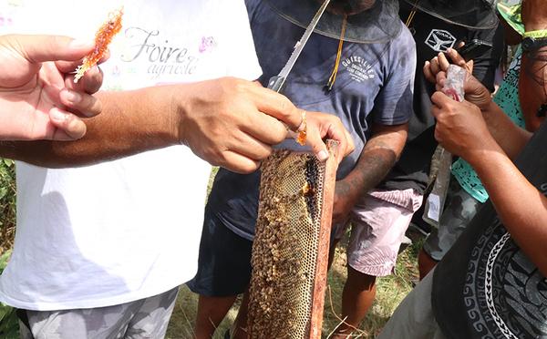 Huit apprentis se piquent d’apiculture