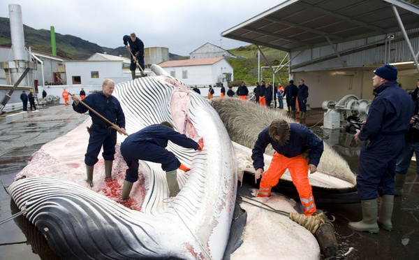 L'Islande autorise la chasse à la baleine jusqu'en 2029