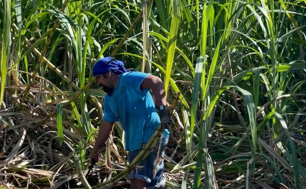 Dernière ligne droite pour les producteurs