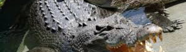 L'Australie veut augmenter ses exportations de produits à base de crocodile