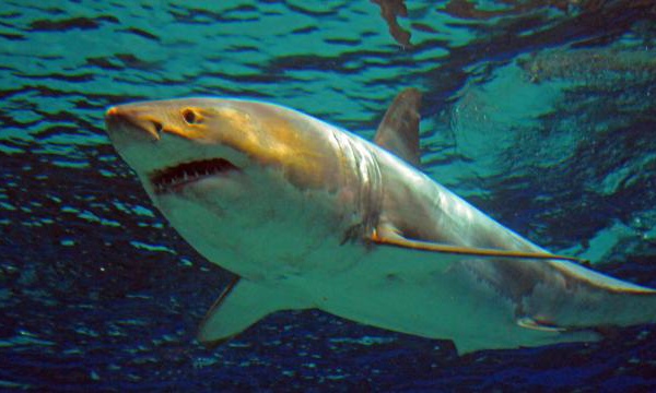 Un grand requin blanc meurt après quelques jours dans un aquarium au Japon