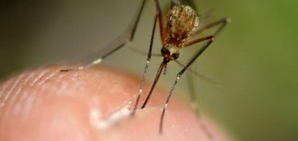 Trois cas graves de dengue depuis le début de l'année