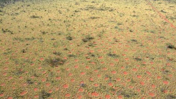 Insolite: des "cercles de fées" découverts en Australie