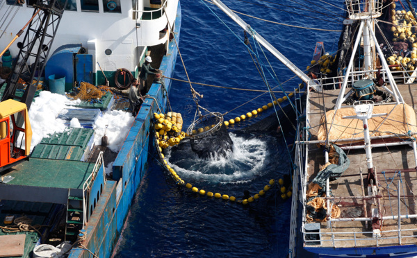 Pacifique: la pêche illégale au thon dans le Pacifique représente jusqu'à 664 millions d'euros