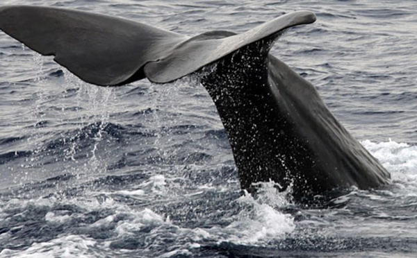 Japon: retour des chasseurs de baleines de l'Antarctique, 333 cétacés tués