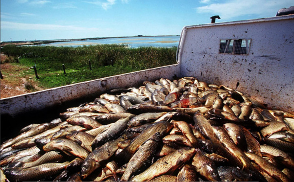 Australie : une forme d'herpès sera utilisée contre les carpes invasives