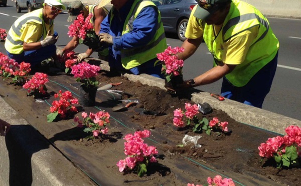 Nouvelles tailles de bougainvilliers sur la RDO de lundi à jeudi